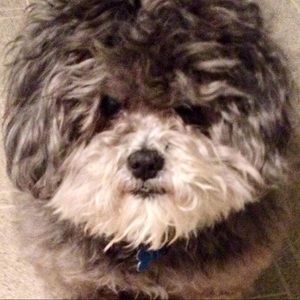 Meet your Posher, Dana